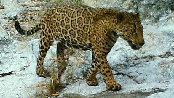Latest Rosemont Mine ruling a partial victory for the jaguar in Arizona